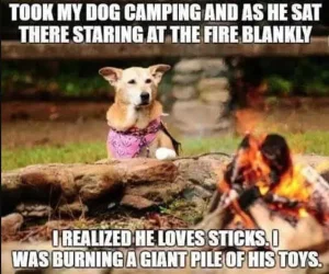 funny-camping-meme-dog-sticks-fire.webp